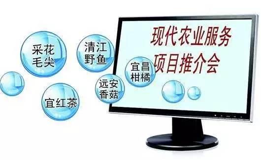 又到柑橘成熟季 湖北宜昌借力电商，破解销售难题
